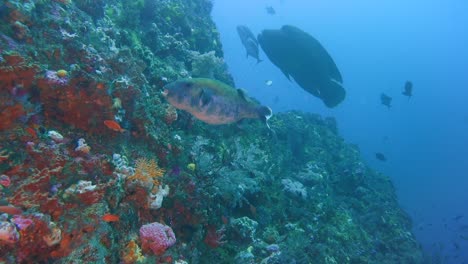 Ein-Korallenriff-In-20-Metern-Tiefe,-An-Dem-Ein-Großer-Grüner-Napoleon-Lippfisch-Vorbeischwimmt