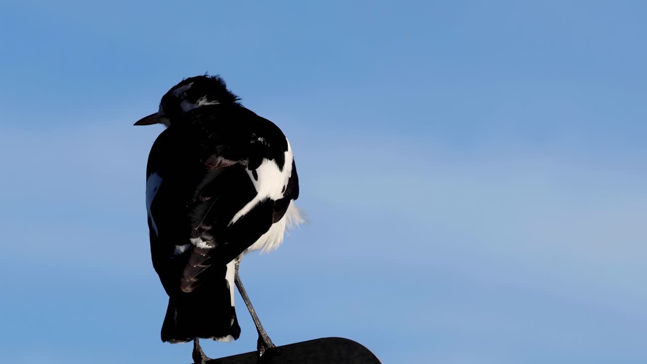 A magpie lark stands alert on a pole against a clear blue sky, showcasing its black and white plumage.