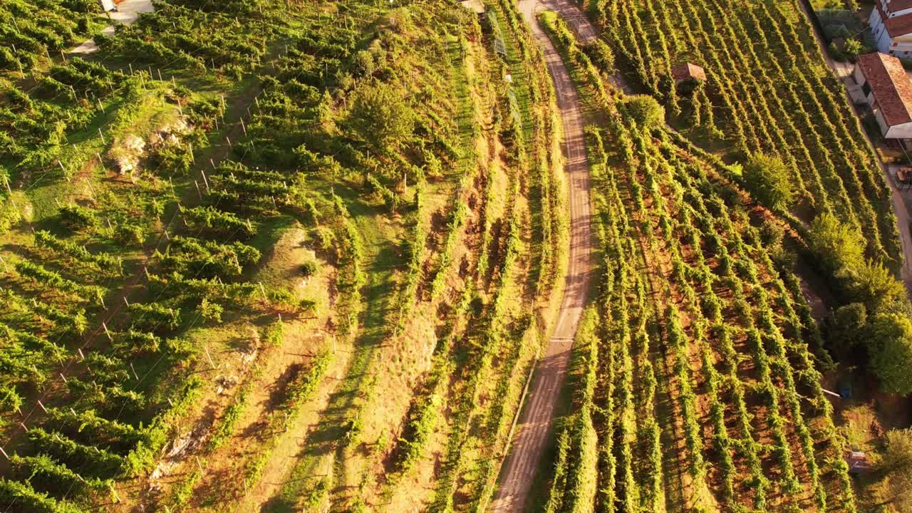 Vista aerea dall'alto delle famose colline del Prosecco con filari di vigneti, Italia, al tramonto