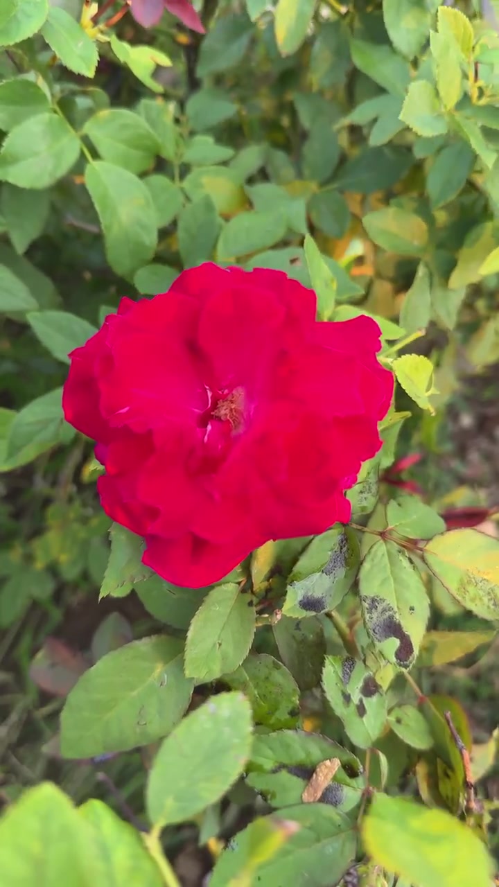 Rosa rossa vibrante che sboccia in un giardino