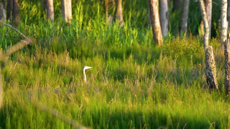 a heron stands partially hidden among tall grasses in a sunlit marsh, blending into its natural environment