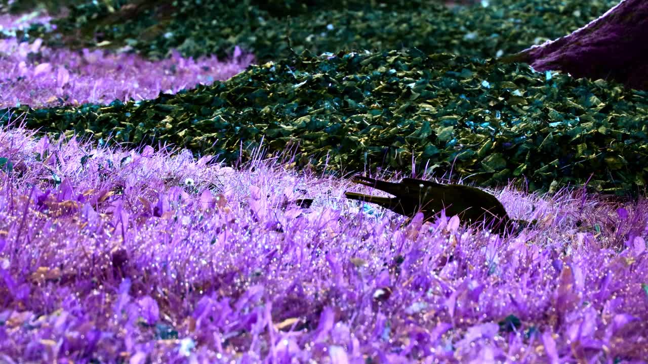 Black Crow Bird Searching for Worms in Blackpink Grass
