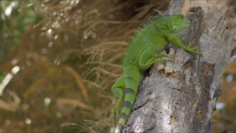 Iguana-uses-sharp-green-claws-to-scale-tree-in-tropical-place