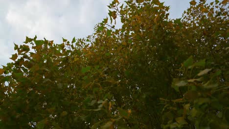 Low-angle-looking-up-at-Autumn-yellow-leaves-on-tree-in-abundance