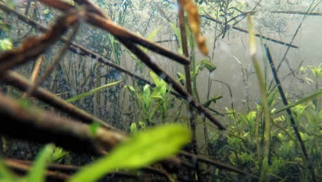 Macro-De-Plantas-Acuáticas-Bajo-El-Agua-Del-Lago