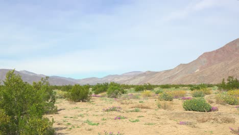 Stunning-golden-sand-with-Desert-flowers-growing-surrounded-by-Rocky-Mountains,-and-succulents-on-a-sunny-day