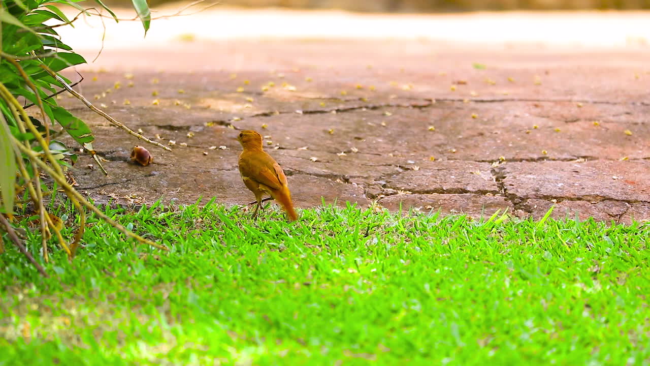 루푸스 호네로 (rufous hornero) 는 중간 크기의 오븐버드 (furnariidae) 이다.