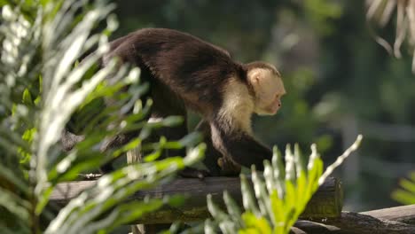 capuchin monkey walks along log with snack slow motion