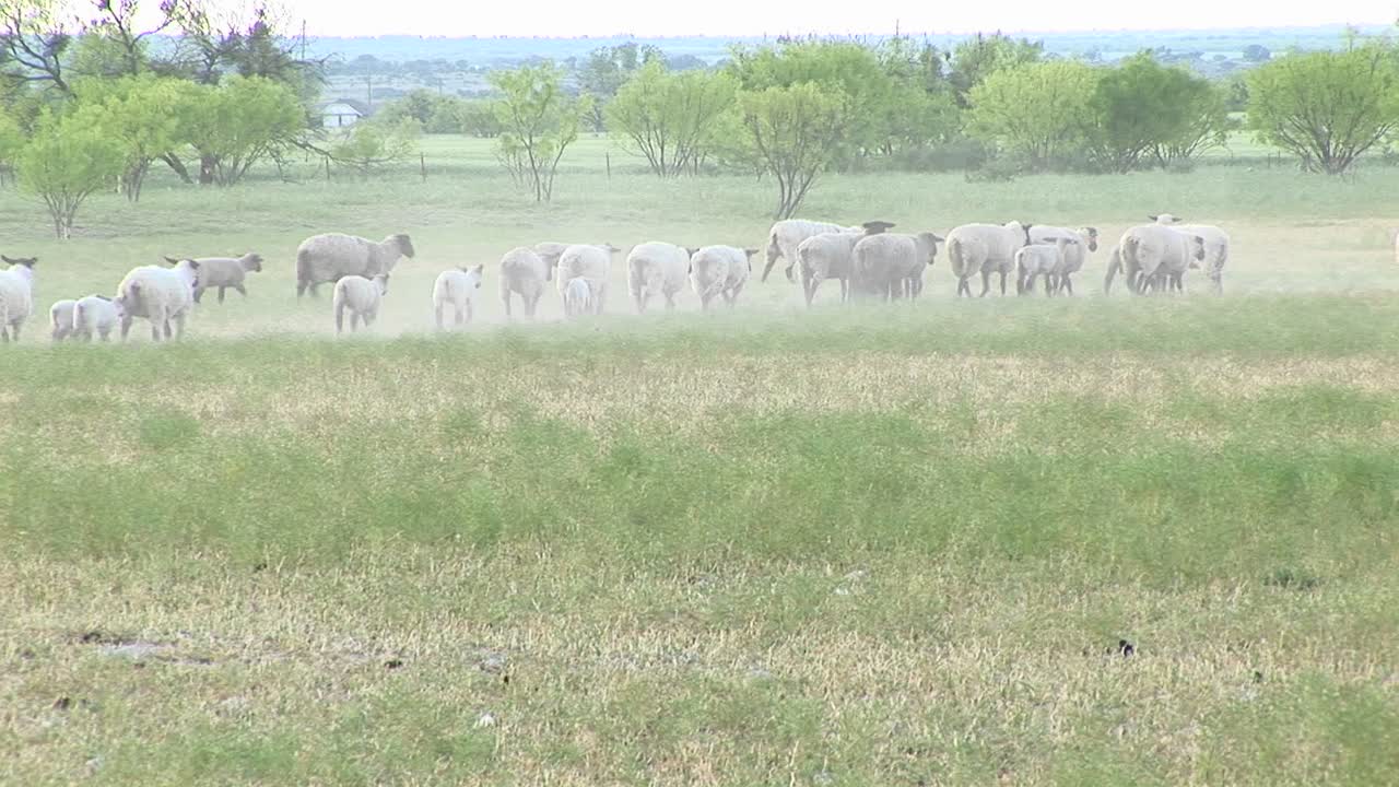 평원 지역을 가로질러 걷는 양 떼의 롱샷