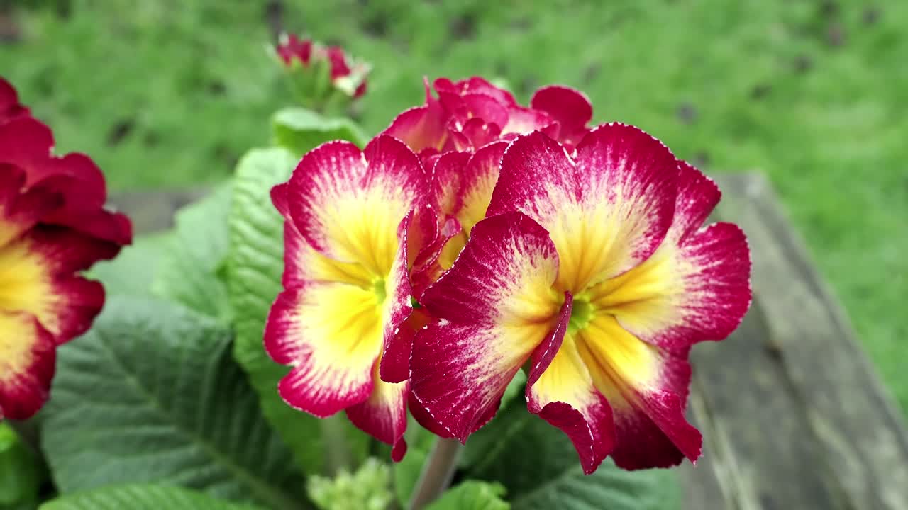 Showstopper Calypso, fiori di Primula vulgaris in rosso e giallo
