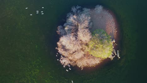 Garcetas-Bueyeras-Blancas-Volando-Para-Posarse-En-Los-árboles-En-Una-Isla,-Sudáfrica