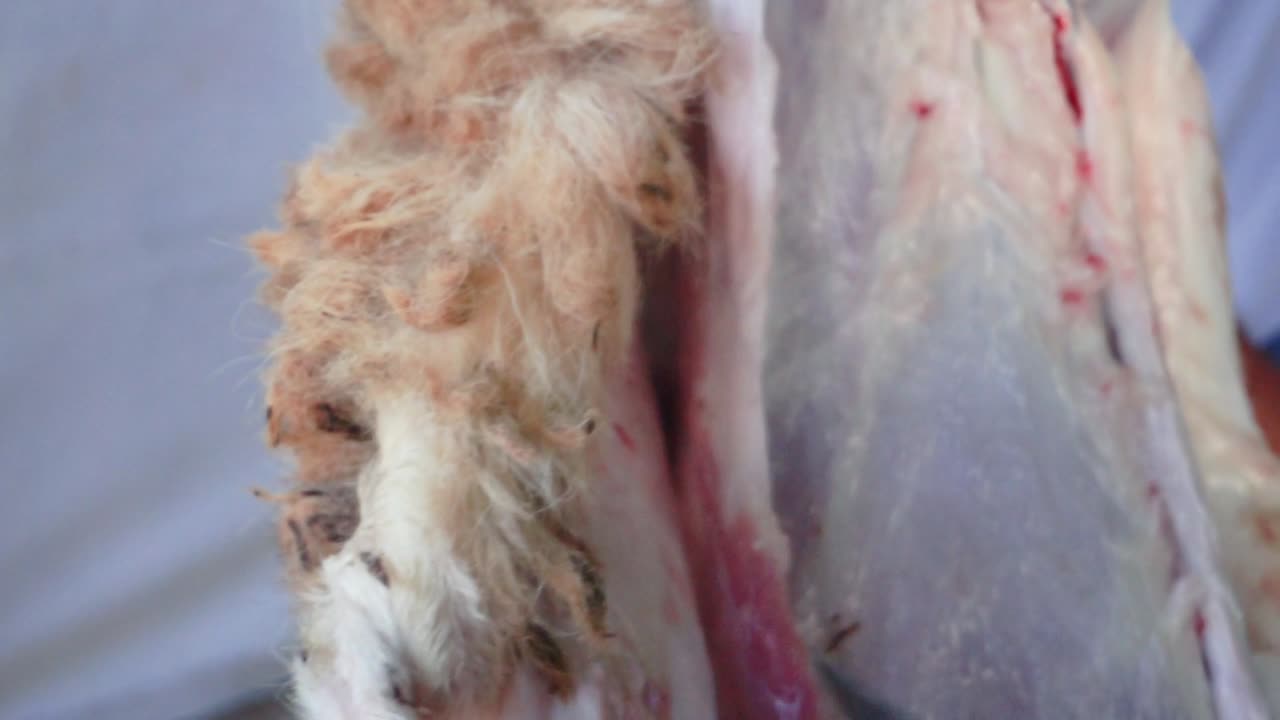 gente mano desollando cabra