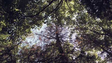 Copas-De-Los-árboles-Del-Bosque-En-Un-Exuberante-Follaje-Verde-Contra-Un-Cielo-De-Verano-Brillante---Tiro-Inclinado-Hacia-Arriba