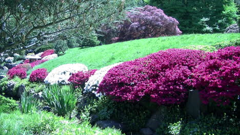pan a través del jardín japonés con arbustos de azalea en flor