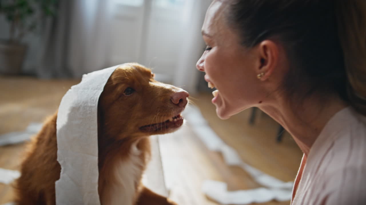 Playful doggy having fun with cheerful woman after making mess in home close up.