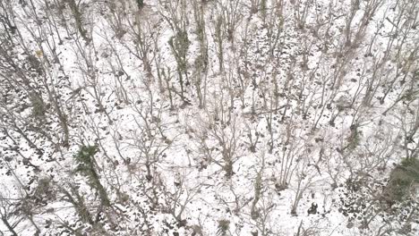 winter forest aerial view