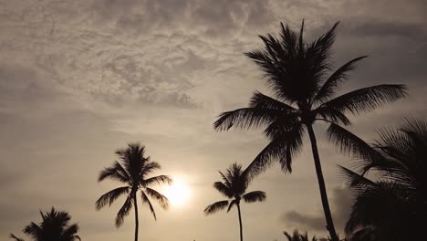 thailand koh samui, palm tree silhouette at sunset with clouds, background with copyspace looking up at the sky, silhouette at tropical lamai beach in the thai islands, southeast asia