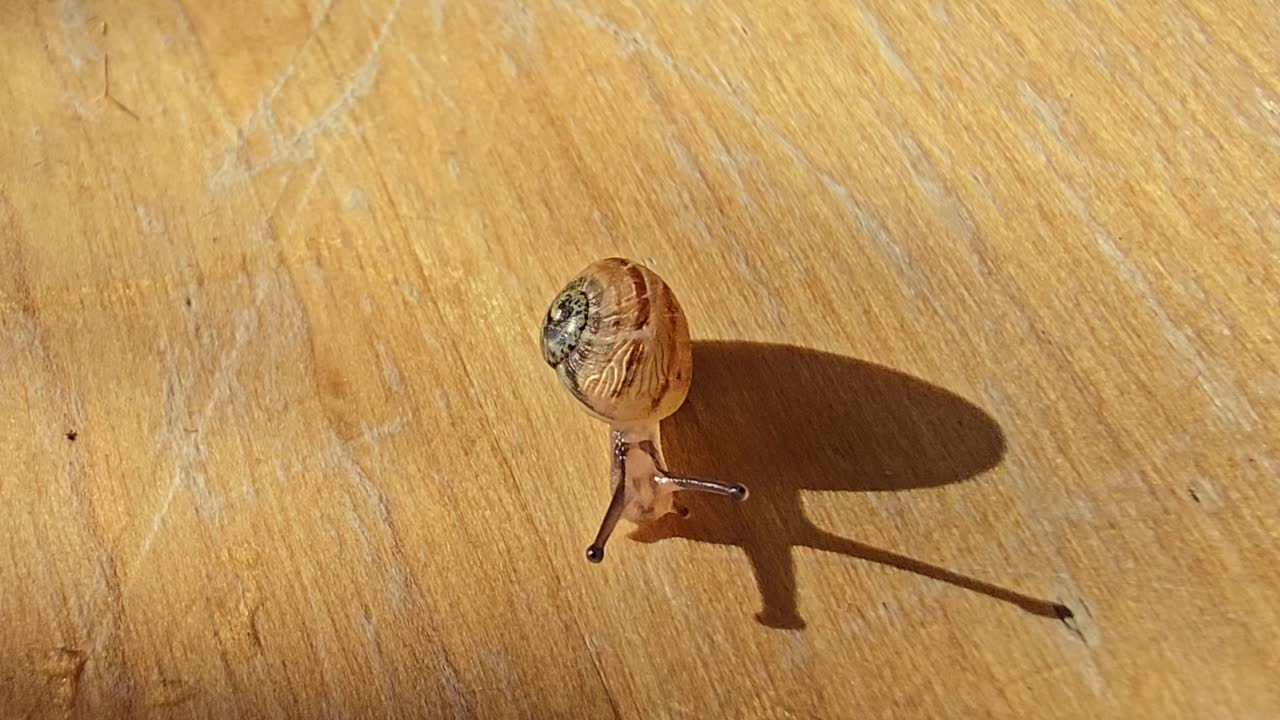 Close-up of a small snail crawling slowly on a wooden table under natural sunlight