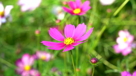 Un-Hermoso-Jardín-Cosmos-Moviéndose-En-La-Brisa