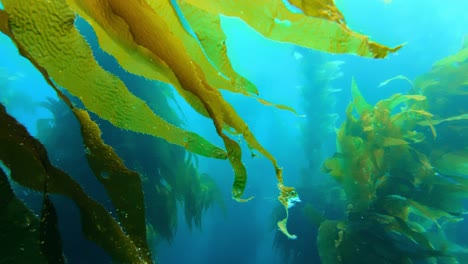 un impresionante y enigmático bosque de algas contiene los secretos de la biodiversidad del océano