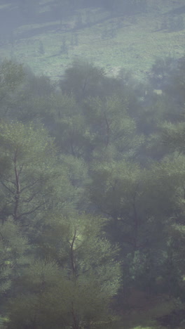 misty forest landscape