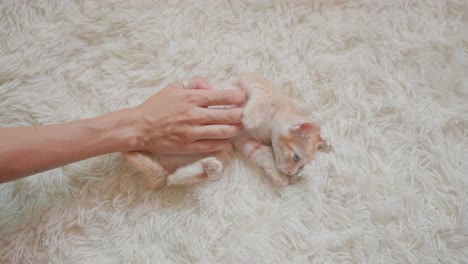 hand petting a small orange kitten