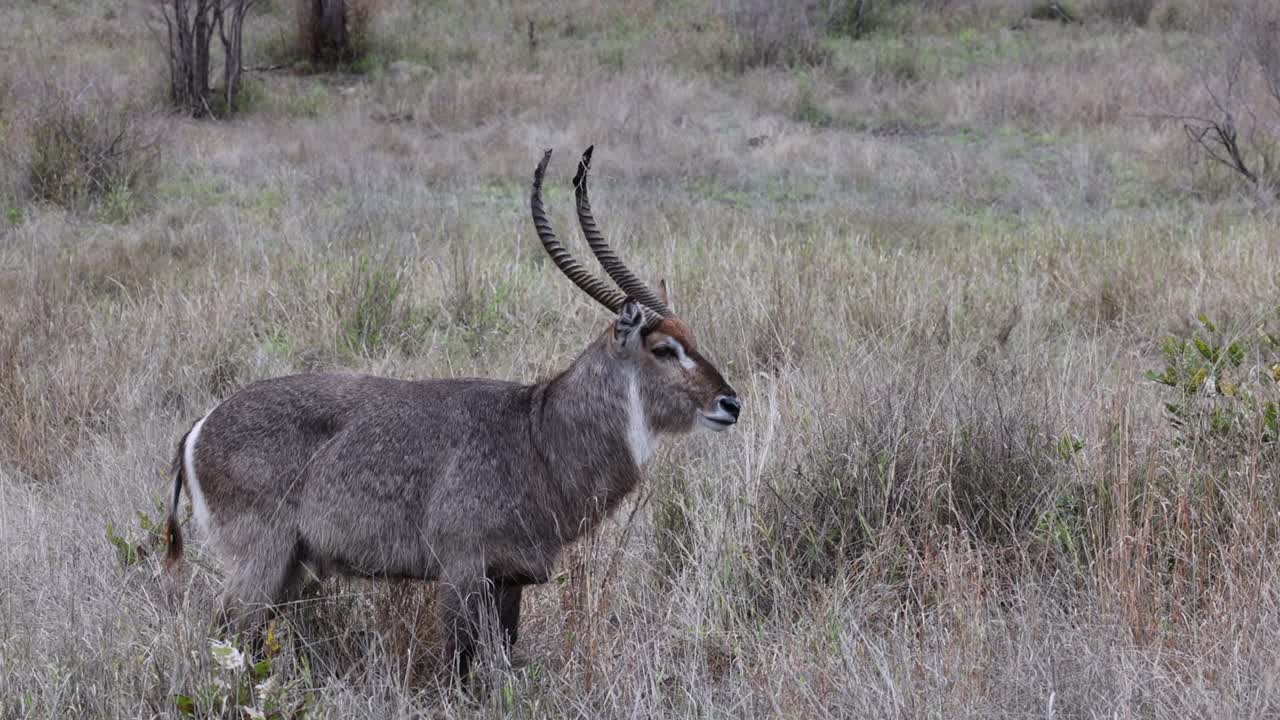 el antílope macho gris peludo se encuentra serenamente en medio de la hierba seca de la sabana
