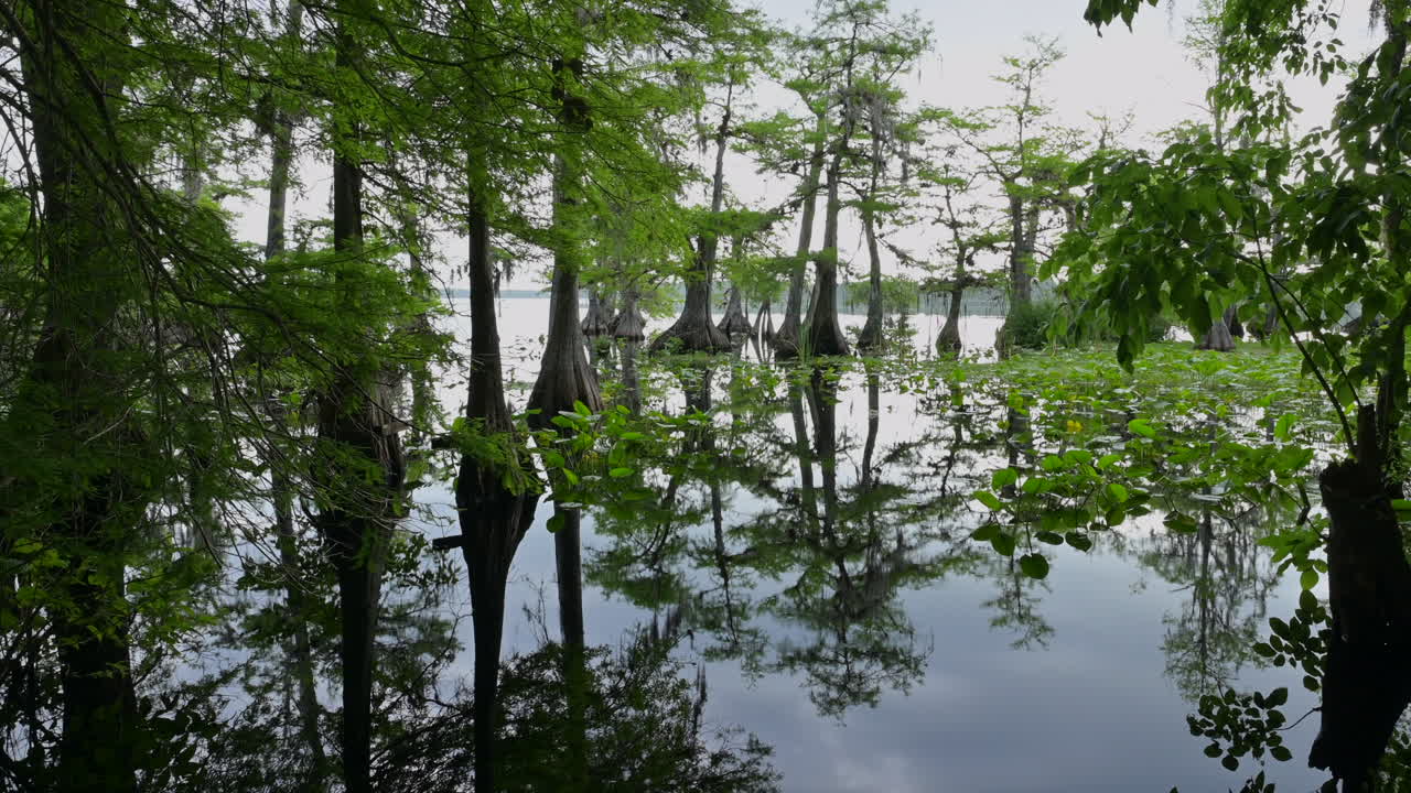 노리스 호수, 플로리다, 미국에서 반사와 사이프러스 나무