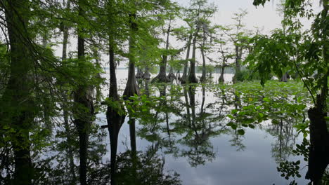 Cipreses-Con-Reflejo-En-El-Lago-Norris,-Florida,-Estados-Unidos