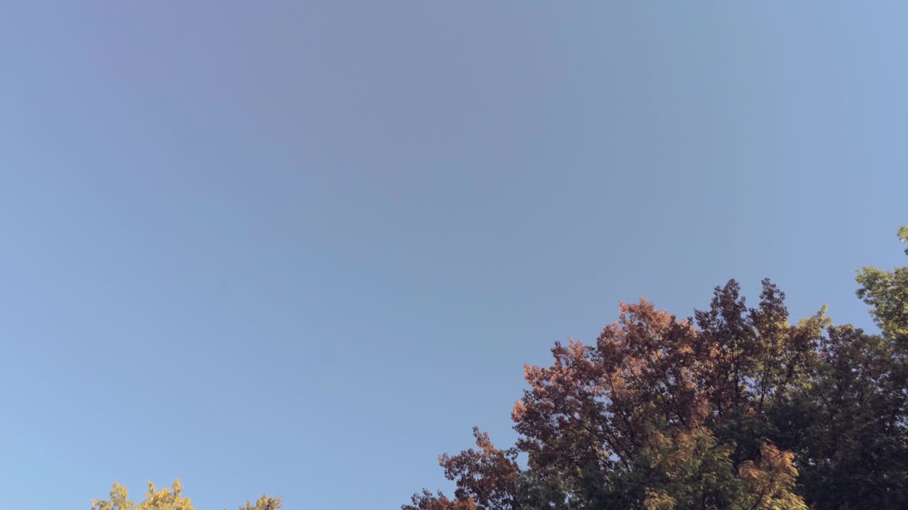 화창한 가을날 다채로운 나무 꼭대기 가까이 - 공중 영화 돌리