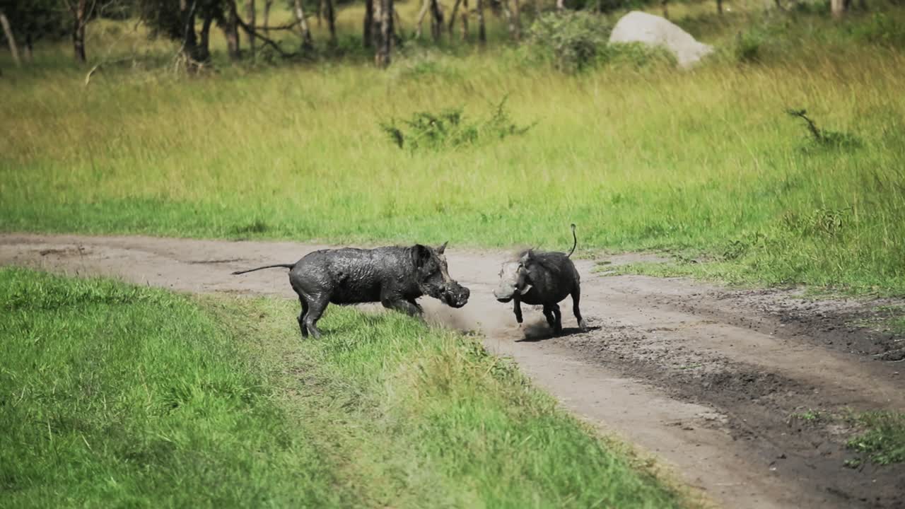 아프리카 덤불에서 놀고 있는 일반적인 흑멧돼지의 파리