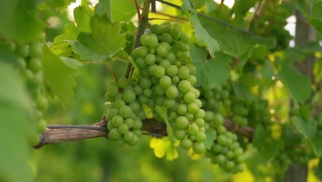 Stunning-HD-footage-of-a-green-grape-cluster-hanging-on-a-vine-in-a-vineyard-in-the-heart-of-Prlekija,-Slovenia