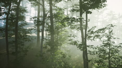 Sonnenlicht-Im-Feenhaften-Nebelwald