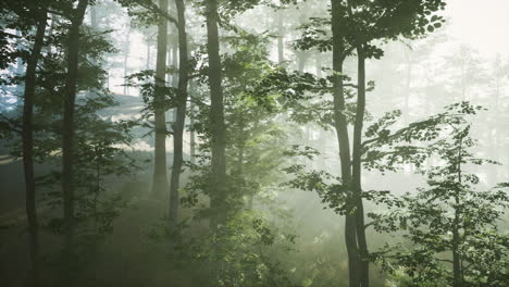 sun light in the fairy foggy forest