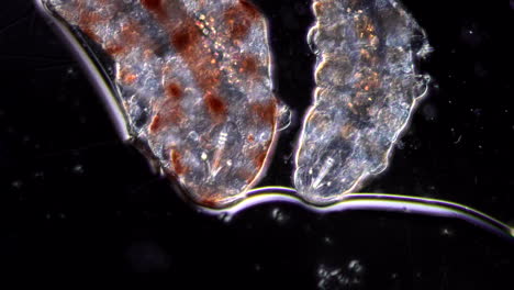 microscopic view of two tardigrades (water bears)