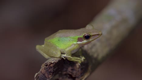 malayan white-lipped tree frog sitting on tree branch in jungle