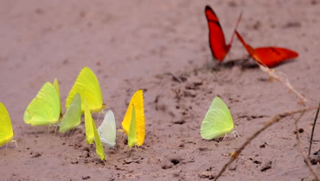 Diversity-of-tropical-butterflies-on-sandy-beach-in-bright-sun-filmed-in-slow-mo