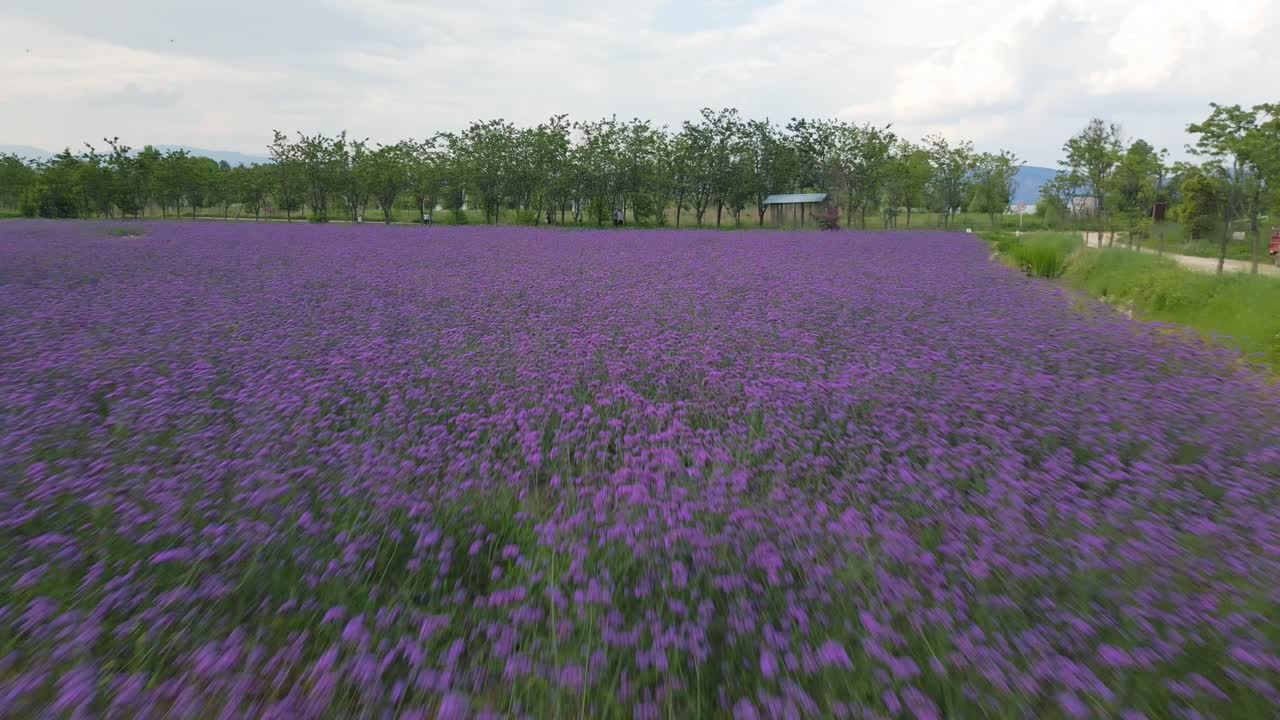 imágenes de drones volando sobre un mar de flores púrpuras en una granja de flores en dali, provincia de yunnan en china