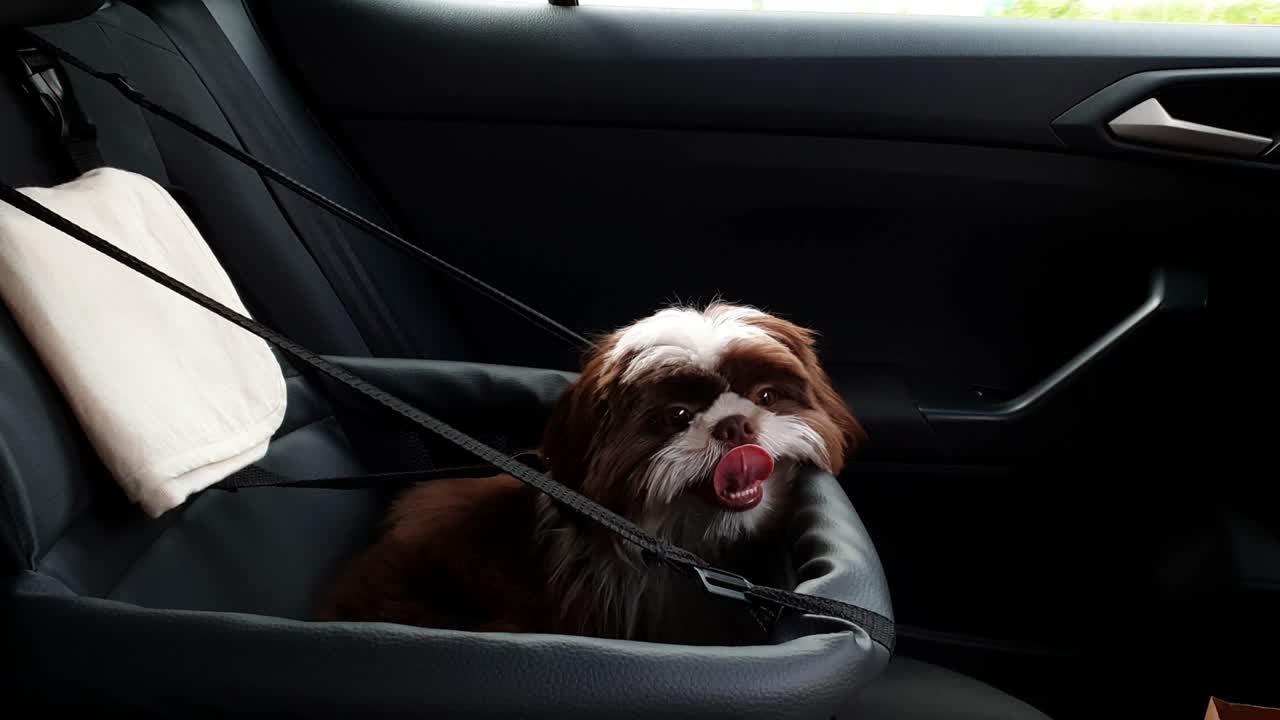 un cachorro de shih tzu de 5 meses viajando en coche dentro del asiento de seguridad.