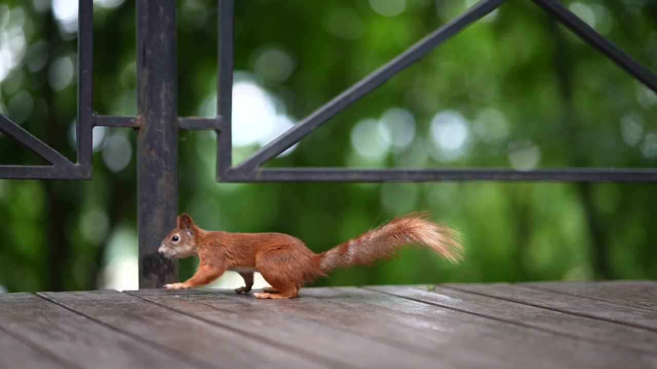 Squirrel Feeding in a Park
