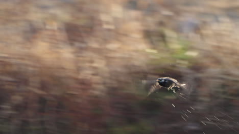 view of a white cheeked starling in flight in the river of futakotamagawa in tokyo, japan - close up, selective focus