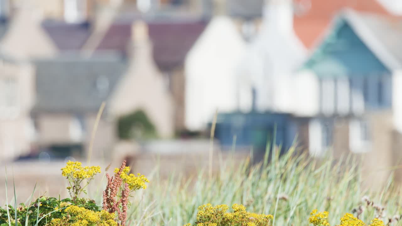 Yellow wildflowers and grasses sway in the wind with blurred background houses, captured in soft daylight with a shallow depth of field and static camera