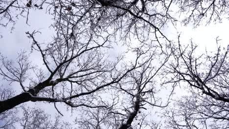 siluetas de ramas de árboles en un día nevado con fondo de cielo blanco, tiro rodante desde abajo