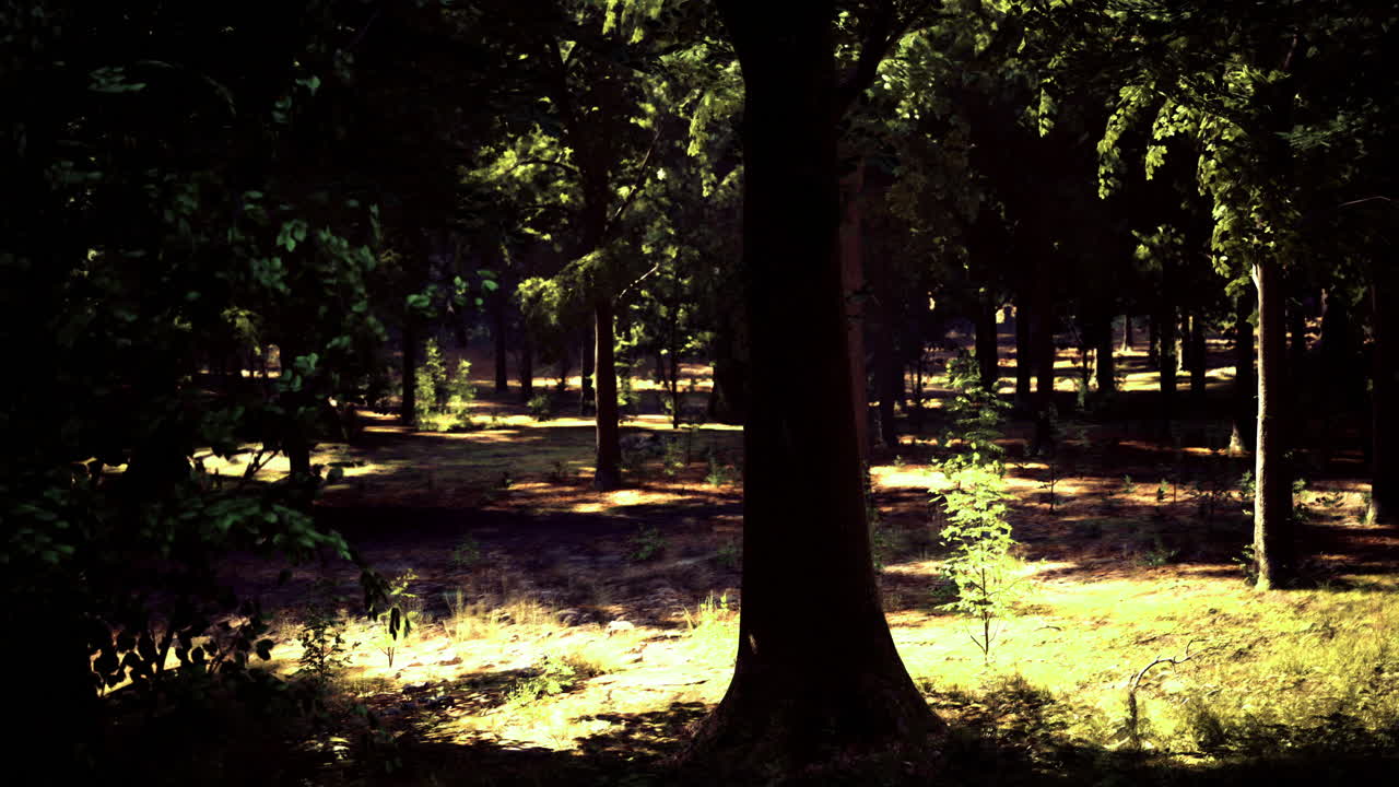 Quiet moments in a sunlit forest with tall trees and tranquil surroundings