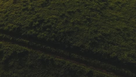 aerial view of a grassy field with a path