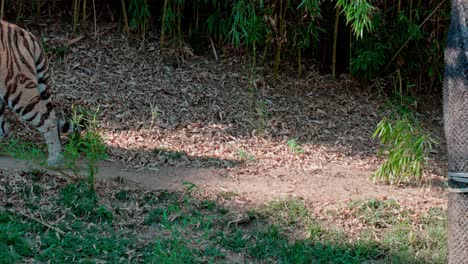 un tigre caminando en un zoológico en cámara lenta