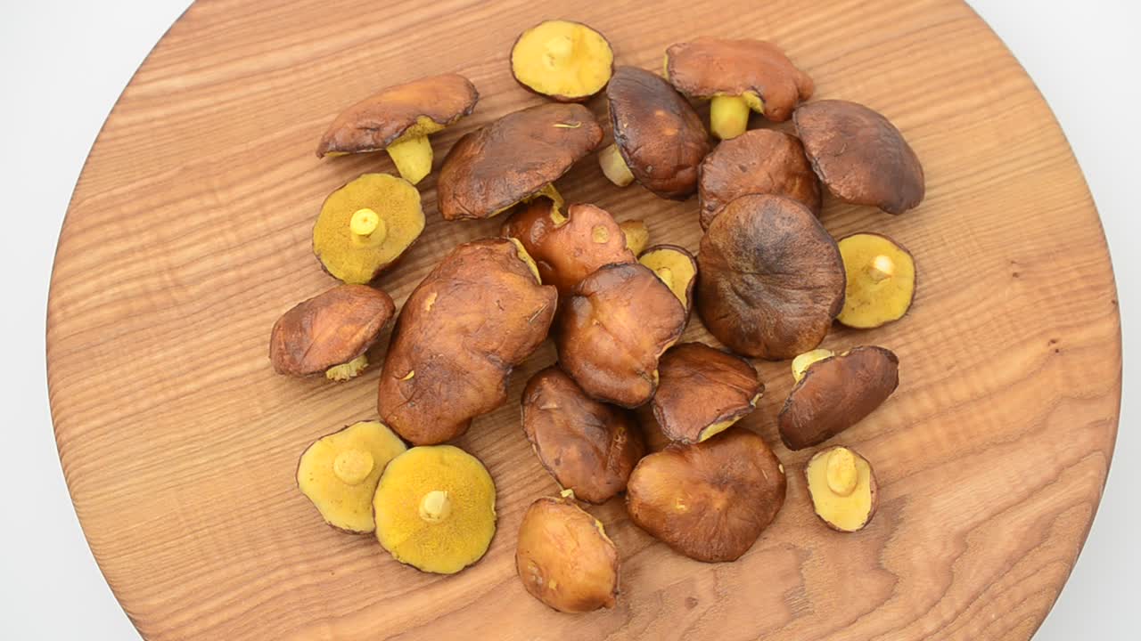 Forest mushrooms, Suillus. Shooting in the movement