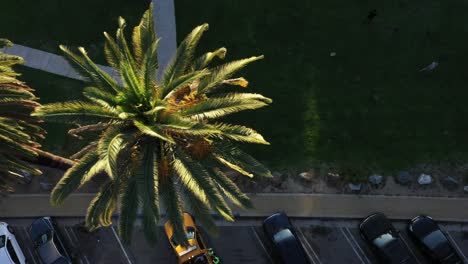 Drone-shot-top-down-view-of-palm-tree-and-lot-with-parked-cars-with-a-slow-pan-left-during-golden-sunset-hour-in-Los-Angeles,-California-park