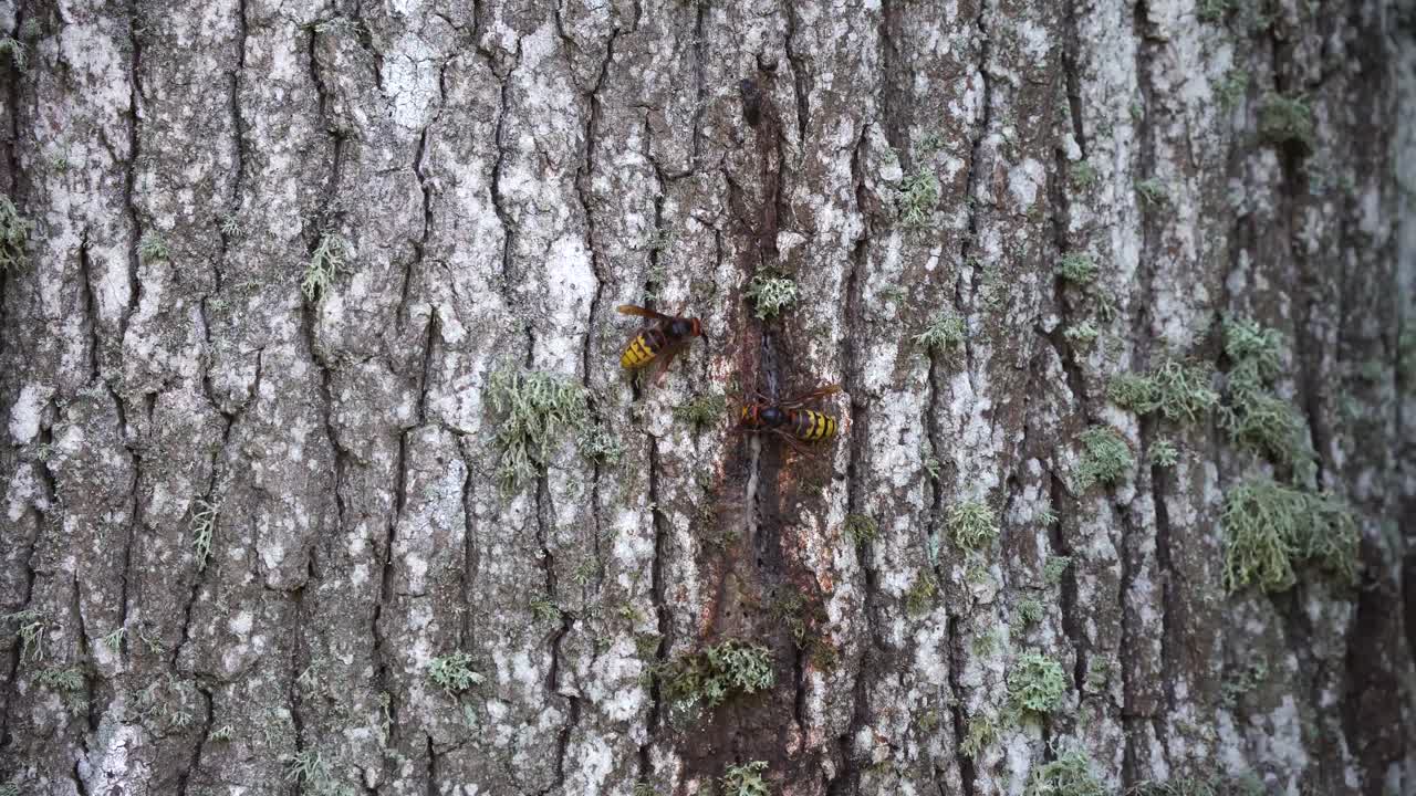 Hornets communicate in the wild nature