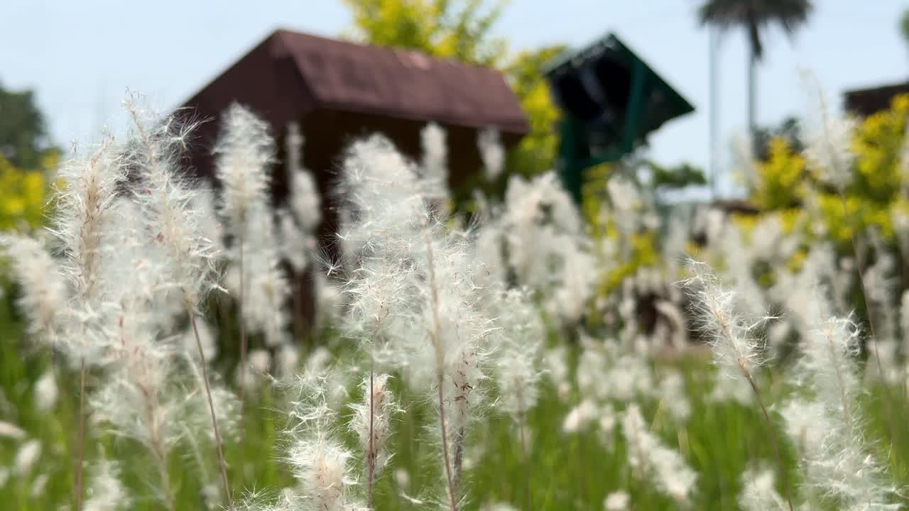 Extream closeup shot of White grass flower swaying in the wind